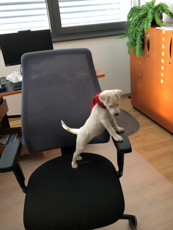 Dino im Büro